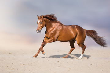 Red stallion in motion in desert dust against beautiful sky