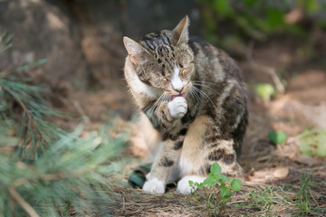 Naklejka premium Beige brown and white tabby cat sitting in a garden and licking it's paw