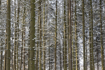 Snowy winter trunks on trees in frosty forest. Nature background.
