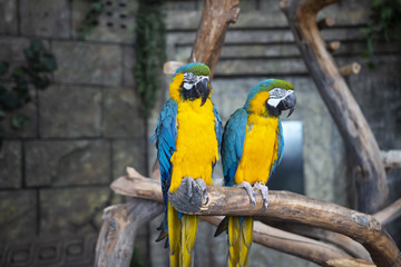 Ara ararauna. Two Blue-yellow macaw parrots on tree branch. Ara macao parrots in zoo.