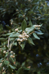 Fototapeta premium Quercus ilex