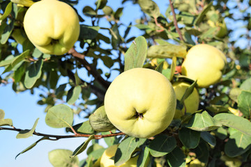Apple quince fruit orchard  