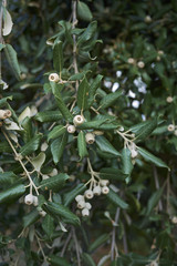 Quercus ilex