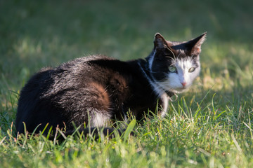 Black and white cat lying on grass in a garden, looking into the camera