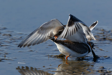 Ringed Plover (Charadrius hiaticula).