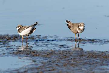 Ringed Plover (Charadrius hiaticula).