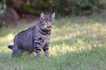 Striped grey cat in a garden - angry, ready to attack