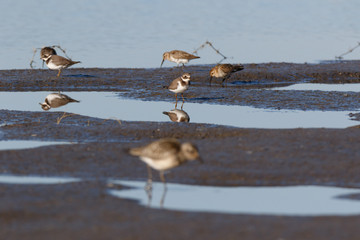 Ringed Plover (Charadrius hiaticula).