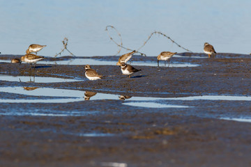 Ringed Plover (Charadrius hiaticula).