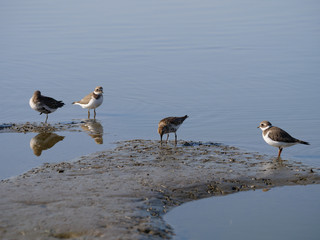 Ringed Plover (Charadrius hiaticula).