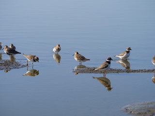 Ringed Plover (Charadrius hiaticula).