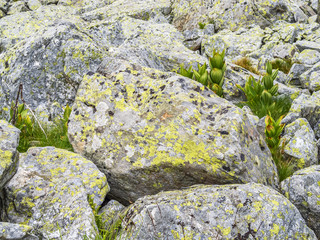Rila Mountains terrain with rocks and mountain plants, detail, at Rila Mountains, Bulgaria - the highest mountain range of the Balkans, near the Seven Rila Lakes