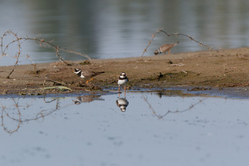 Ringed Plover (Charadrius hiaticula).