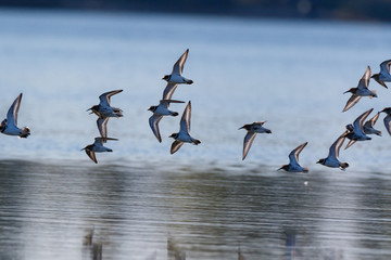 Ringed Plover (Charadrius hiaticula).