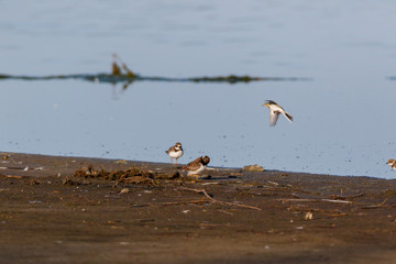 Obraz premium Ringed Plover (Charadrius hiaticula).