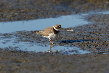 Ringed Plover (Charadrius hiaticula).