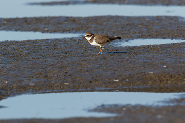 Ringed Plover (Charadrius hiaticula).