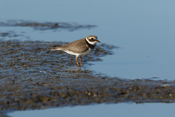 Ringed Plover (Charadrius hiaticula).