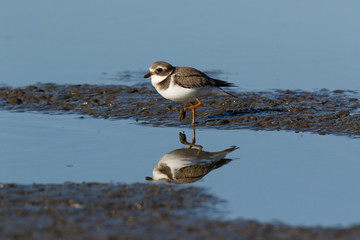 Ringed Plover (Charadrius hiaticula).