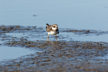 Ringed Plover (Charadrius hiaticula).