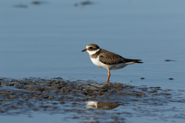 Ringed Plover (Charadrius hiaticula).