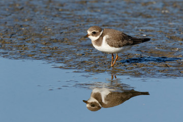 Ringed Plover (Charadrius hiaticula).