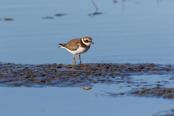 Ringed Plover (Charadrius hiaticula).