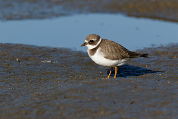 Ringed Plover (Charadrius hiaticula).