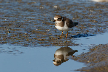 Ringed Plover (Charadrius hiaticula).