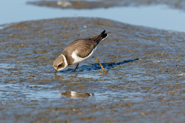 Ringed Plover (Charadrius hiaticula).