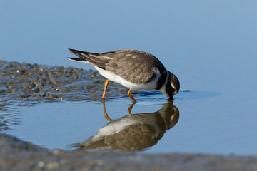 Ringed Plover (Charadrius hiaticula).