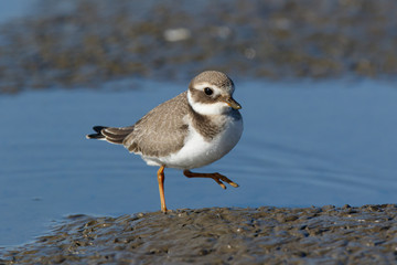 Ringed Plover (Charadrius hiaticula).