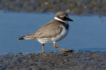 Ringed Plover (Charadrius hiaticula).