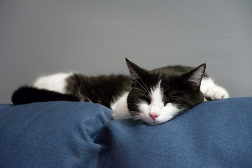Black and white cat fast asleep on top of a blue sofa, grey wall behind him