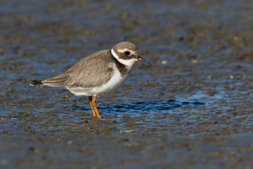 Ringed Plover (Charadrius hiaticula).