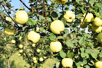 Apple quince fruit orchard  