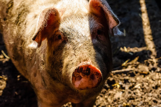 Curious pig in a pigpen at a farmyard