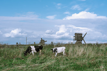 Cows in the field and old mills, Arkhangelsk region, Russia