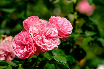 Flowers in the city Bern