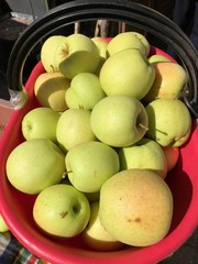 raccolta mele meleto frutto biologico 