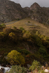 road in forest