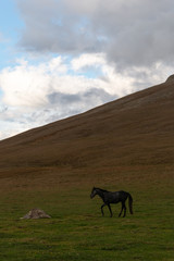 horse in the mountain