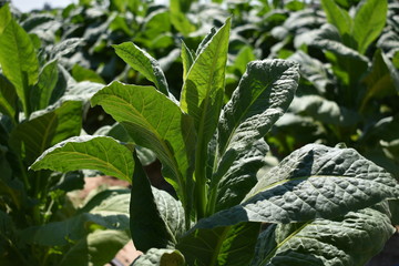 primo piano di una pianta di tabacco , altre sullo sfondo