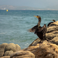 Cormoran prés du rivage, punta di porto pollo, corse