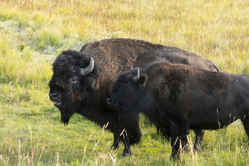 Bison "American Buffalo" © brent coulter