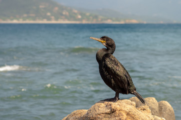 Cormoran prés du rivage, punta di porto pollo, corse