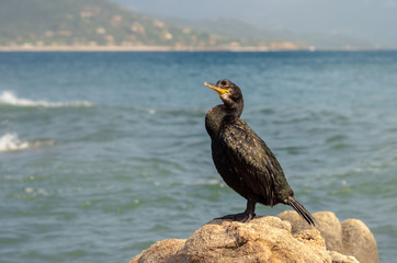 Cormoran prés du rivage, punta di porto pollo, corse