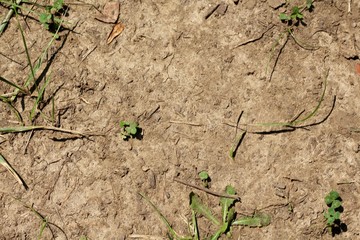 A close view on the dry hard surface of the dirt on ground.