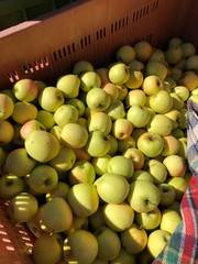 mela raccolta mele cassa mele cassone mele lavoro mele mela frutta