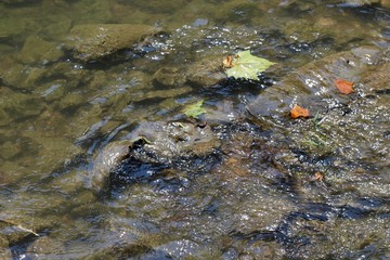 A view of leaves on top of the clear water surface of creek.